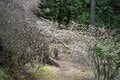 黄色に染まる山の斜面「春のお手軽ハイキング」 カエルが鳴き、野鳥がさえずる沢沿いで見頃を迎えた東丹沢不動尻のミツマタ大群生地【神奈川県 2025年】の画像007