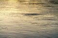 【渓流釣り】「渡良瀬川で夕日を眺めながらフライフィッシング 」釣りを忘れて夢中になった残照の川面の生命感！ 「仕事前・帰りに」人気のキャッチ＆リリース区間・群馬県桐生市 2022年の画像008