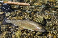 温泉とコロッケと鱒釣り「春の渓流釣りは温泉とセットで楽しむ！」 【川治温泉キャッチ＆リリースエリア】栃木県・2022年