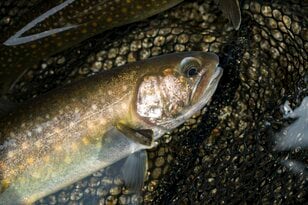 【渓流釣り】「春が訪れたばかりの美渓はパラダイス! 入れ食い状態」 今季、山岳渓流一発目の“フライフィッシング” 長野県・2025年