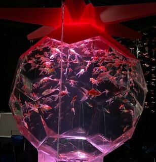 猛暑の夏を涼しく過ごせる！ 泳ぐ宝石と “和” のコラボレーション 銀座に金魚が舞う 「夏のアートアクアリウム展2023 ～銀座の金魚～」【編集部レポート】