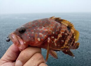 雨の日も釣りしたい？  実は「カーテンの役割」で釣果も狙えるが… 経験者が教える「必須の準備」と「撤退の決断ライン」 アイテムや数値で解説