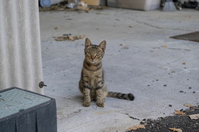 アート、ときどき島猫。直島・犬島・小豆島【「瀬戸内トリエンニャーレな旅（後編）」琉球島猫百景 vol.22〈特別編〉】の画像012