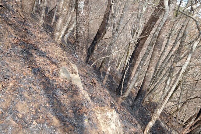 【各地で相次ぐ山火事】丹沢の人気ルート「大倉尾根」の通行止めが解除の画像007