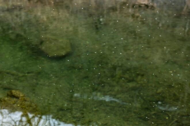 【渓流釣り】沈めて浮かせて……「そっぽを向かれても無視されても、夢中で誘い続けたフライフィッシング！」 神流川・群馬県上野村｜2026年の画像009