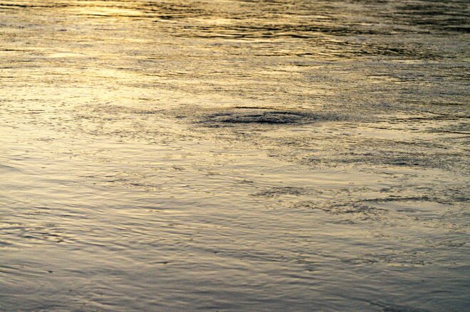 【渓流釣り】「渡良瀬川で夕日を眺めながらフライフィッシング 」釣りを忘れて夢中になった残照の川面の生命感！ 「仕事前・帰りに」人気のキャッチ＆リリース区間・群馬県桐生市 2022年の画像008