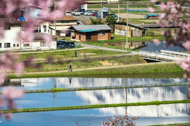【ゴールデンウイーク・お花見】「春が来るたび綺麗になっていく」残雪輝く北アルプスを背景に農具川の芝桜が見頃！ 長野県大町市・2022年の画像005