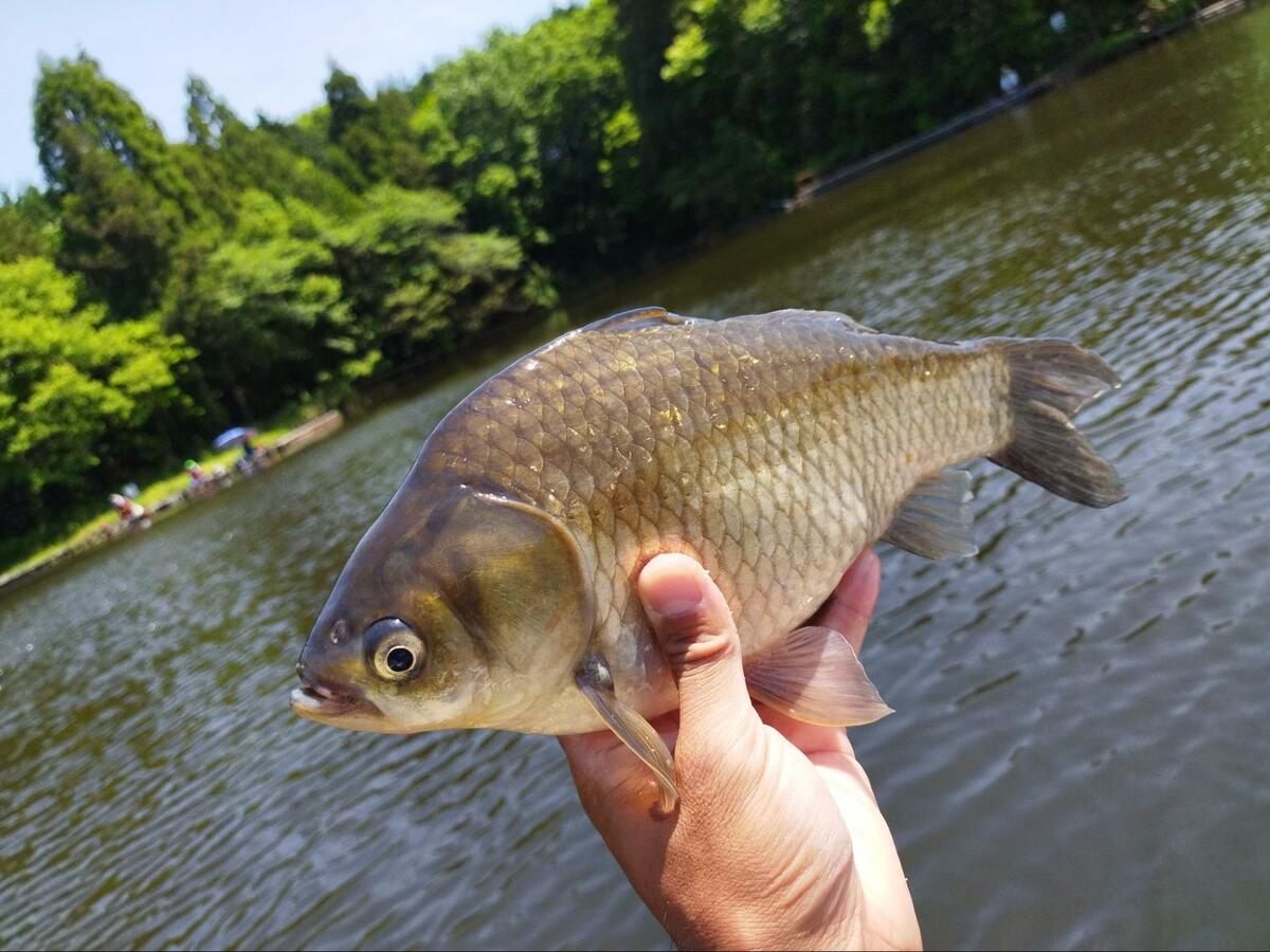 誰も教えてくれない「ヘラブナ釣り」の不文律「注意されたくない人」が