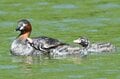 「赤ちゃんをおんぶする水鳥」 激萌え赤ちゃんに胸キュン！  都市公園の池でイクメンも大奮闘  2024年【東京都】の画像010