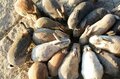 野生のウサギが500匹！  テントでも泊まれる「無人のウサギ島」広島・大久野島での「見たことのない光景」【画像】の画像003