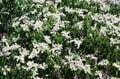 【首都圏近郊】まだ間に合うお花見登山「西丹沢・畦ヶ丸山」は桜だけじゃない欲張りプランを楽しめるんです！の画像004