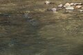 【渓流釣り】陽光きらめく春の渓でフライフィッシング「カゲロウ舞う川面からつぶらなヤマメが飛び出す！」【群馬県】の画像003
