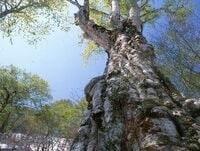 何度でも写真を撮りたくなる！  新緑の山「樹木の魅力」過去20年で200登頂ライターが厳選「リピート登山する3座」荒島岳・檜洞丸・鍋倉山