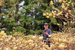 【3月は花見ハイク】一度見たら毎年来たくなる！「都留アルプス」 圧巻のミツマタ群生地【月めくりの低山カレンダー vol.3】