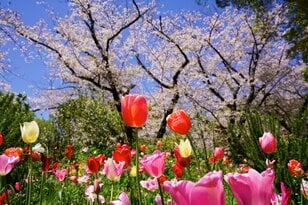 絢爛豪華に東京23区の春を彩る「桜とチューリップ」の競演！  水辺のオアシス『浮間公園』＆明治の文豪が愛した『蘆花恒春園（芦花公園）』【東京都・北区 / 世田谷区】