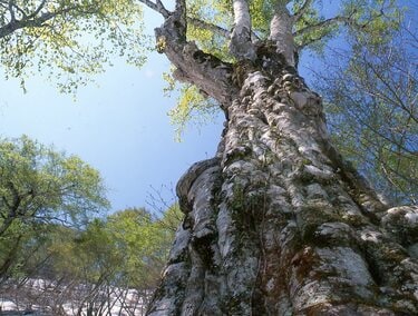 何度でも写真を撮りたくなる！ 新緑の山「樹木の魅力」過去20年で200