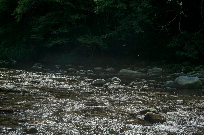 【渓流釣り】美しい光景に見とれているだけじゃない！ 「トンボとアマゴに学んだ」フライフィッシングの醍醐味　岐阜県｜2026年の画像008