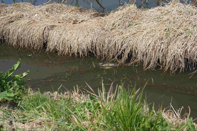 尺越え「乗っ込みマブナ」に歓喜！ 釣果のカギは「ホソ選び」と「アピール力」と「聞き込み」！？ 春の「霞ヶ浦」釣行レポの画像011