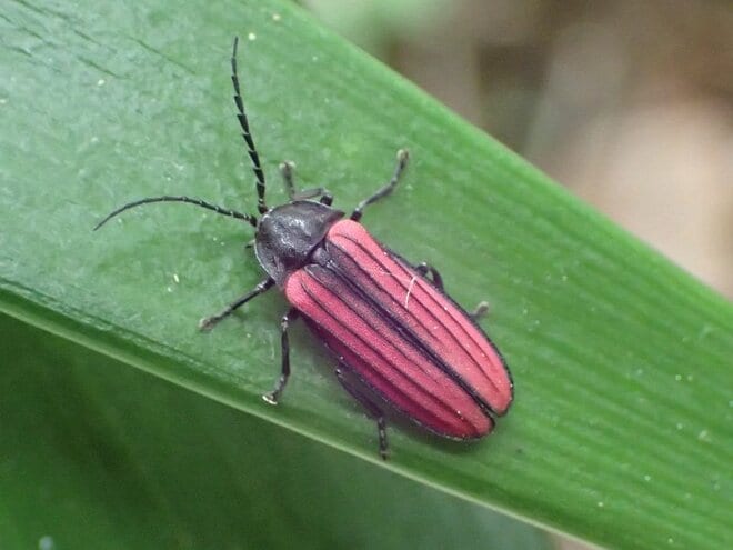＜じつは光るのは一部だけ？＞ 初夏の人気昆虫「ホタル」の知られざる生態【あなたのすぐそばにいる「季節の虫」の探し方 vol.18】の画像005