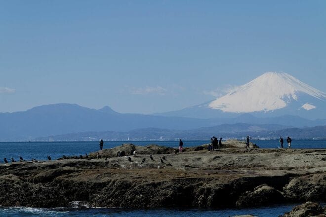 【バードウォッチング】「早春は恋の季節」日本最速飛行術を誇るハヤブサの “ラブラブ断崖ライフ” を拝見してきました！  神奈川県｜2026年の画像006