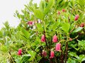 「曇り空・かすみ」に “彩られる” 山の絶景！  梅雨どきの「特別な景色」を求める登山＆ハイキング「愉しみかた」の画像002