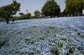 東京が青に染まる！ 23区内屈指の “ネモフィラ” 鑑賞スポット「日比谷公園」「舎人公園」【東京都・千代田区/足立区】の画像012