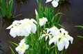 梅雨空の絶景！  東京23区に咲く花菖蒲の4名所「堀切菖蒲園」「水元公園」「小岩菖蒲園」「しょうぶ沼公園」で江戸の風流を感じる【東京都・葛飾区/江戸川区/足立区】の画像011