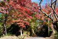 まだ間に合う！【関東の紅葉最終案内】房総・大福山と梅ヶ瀬渓谷で晩秋のんびり歩きの画像012