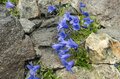 槍ヶ岳はすでに秋本番！「槍沢ルート」の状況と“咲き誇る秋の花“【北アルプスニュース】の画像016