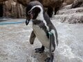 環境で違う「ペンギンの寝る姿」  腹ばい＆4秒“マイクロスリープ法”も！？ 「長崎ペンギン水族館」に聞きました【かわいいだけじゃない？ ペンギンの生態vol.2】の画像002