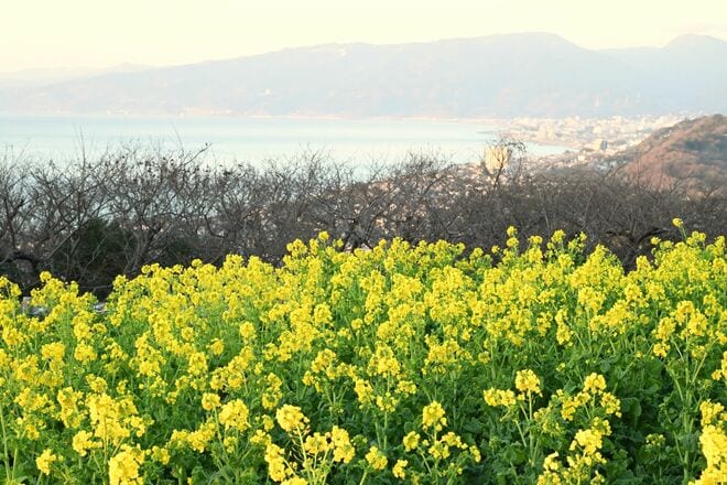 【花巡り】ひと足先に春を満喫！ 16万本の菜の花とドドーンと聳える雪の富士山「冬の暖かい日差しを浴びて楽しめる好展望の名所2選」 今年の運勢はいかに   神奈川県｜2026年の画像005