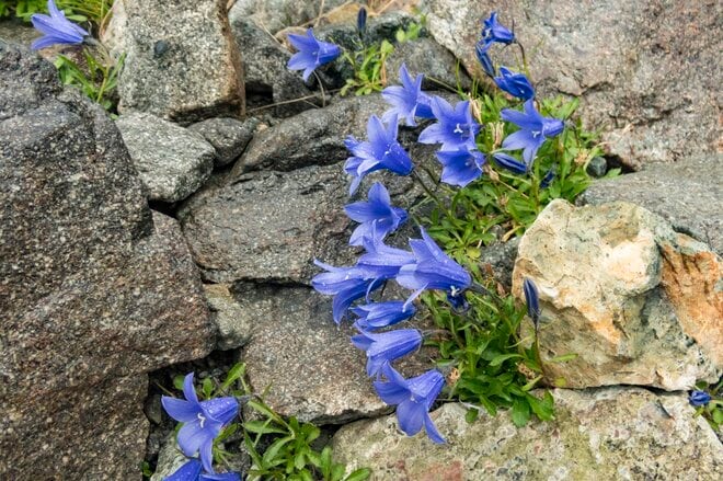 槍ヶ岳はすでに秋本番！「槍沢ルート」の状況と“咲き誇る秋の花“【北アルプスニュース】の画像016
