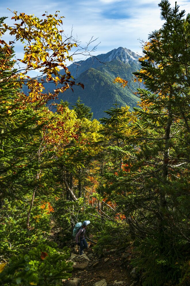 【登山】ここ数年で一番の美しさ「南アルプスの貴公子と女王の山岳紅葉」 日本の1-2-3位の高峰を望む  南アルプス・2025年の画像013