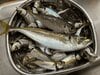 “ブランド化“とウワサの「東京湾のアジ」！ 「金」と称されるほどの美味＆良型を狙って、新釣法「ショットガンアジング」で釣果＆実食！  お味は？