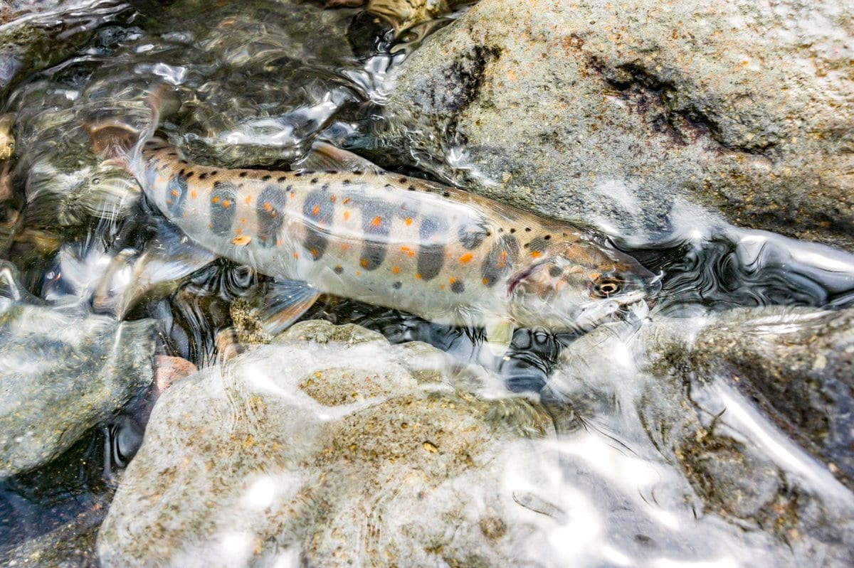 幻の渓魚 諏訪マス は梅雨どきが釣りのチャンス 上川 宮川 へ 長野県 アクティビティ レポート Bravo Mountain 幻の渓魚 諏訪マス は梅雨どきが釣りのチャンス 上川 宮川 へ 長野県 アクティビティ レポート Bravo Mountain