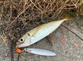 釣り初心者でもOK！ エサいらずのサビキ釣り『ジグサビキ』でアジ、ヒラメ、サバが入れ食い【衝撃ルポ】の画像002