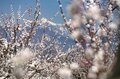 まさに見頃！「一目十万本！ 日本一のあんずの里」に春が来た！ ピンクに染まる山里の景色 【第67回あんずまつり】2022年の画像013