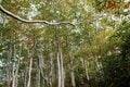 【日本百名山】「まるで童話のような世界！」秋の巻機山登山 2022年 新潟県・群馬県の画像002