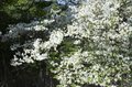 新緑の秘境「深南部」へ…純白「シロヤシオ」のトンネルを求めて【南アルプスの日々 vol.4】の画像003