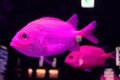 【きまぐれクックにも登場】「これ、ホントに食べられる？」めっちゃレアな人面深海魚「トウジン」のお味はいかに？の画像012