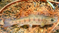 100均「ダイソー」の「ミノー(5cm)」で4時間・野生ヤマメ10匹超えの釣果! 本来的な“釣る”感触「コツ&ワザ」の再発見もアリ! 渓流実釣インプレ公開