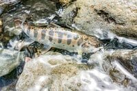 幻の渓魚「諏訪マス」は梅雨どきが釣りのチャンス！ 「上川・宮川」へ＜長野県＞