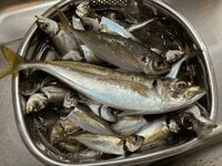 “ブランド化“とウワサの「東京湾のアジ」！ 「金」と称されるほどの美味＆良型を狙って、新釣法「ショットガンアジング」で釣果＆実食！  お味は？