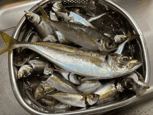 “ブランド化“とウワサの「東京湾のアジ」！ 「金」と称されるほどの美味＆良型を狙って、新釣法「ショットガンアジング」で釣果＆実食！  お味は？
