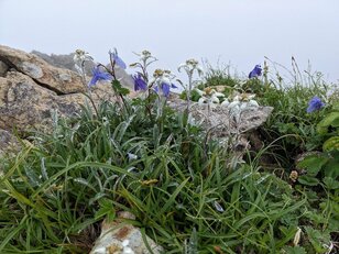 「日本のエーデルワイス」ハヤチネウスユキソウの可憐な気品！「レア高山植物」オンパレードの「岩手・早池峰山」花の登山レポ