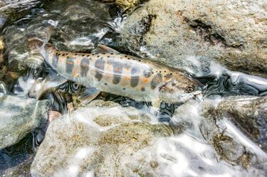 幻の渓魚 諏訪マス は梅雨どきが釣りのチャンス 上川 宮川 へ 長野県 概要 アクティビティ レポート Bravo Mountain