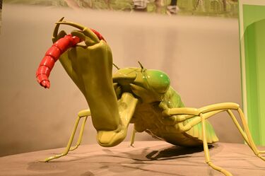 度肝を抜かれる巨大模型！ 「ムシ好きでなくても必見」 マニアックな