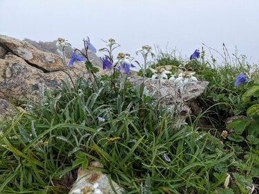 日本のエーデルワイス」ハヤチネウスユキソウの可憐な気品！「レア高山