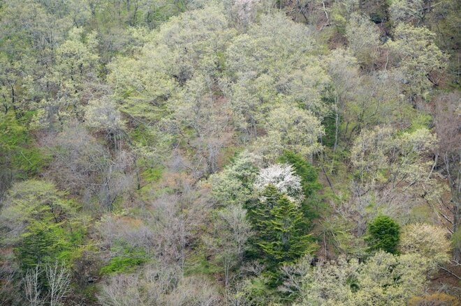 「山の上にビーチ」が出現！  ロープウェイを賢く下山に使う静かでお手軽な穴場ルート“羅漢寺山＆白砂山”への画像012