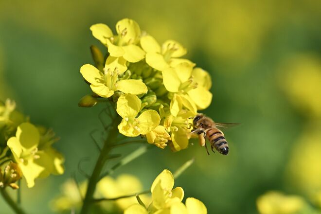【花巡り】ひと足先に春を満喫！ 16万本の菜の花とドドーンと聳える雪の富士山「冬の暖かい日差しを浴びて楽しめる好展望の名所2選」 今年の運勢はいかに   神奈川県｜2026年の画像009